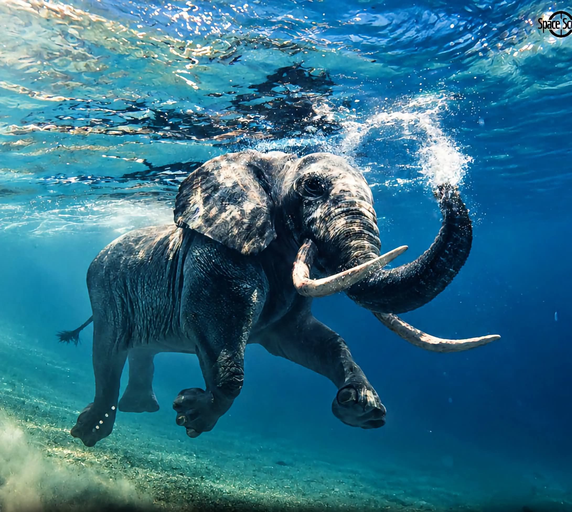 Elephants are remarkable swimmers, they can under water for six-hours nonstop